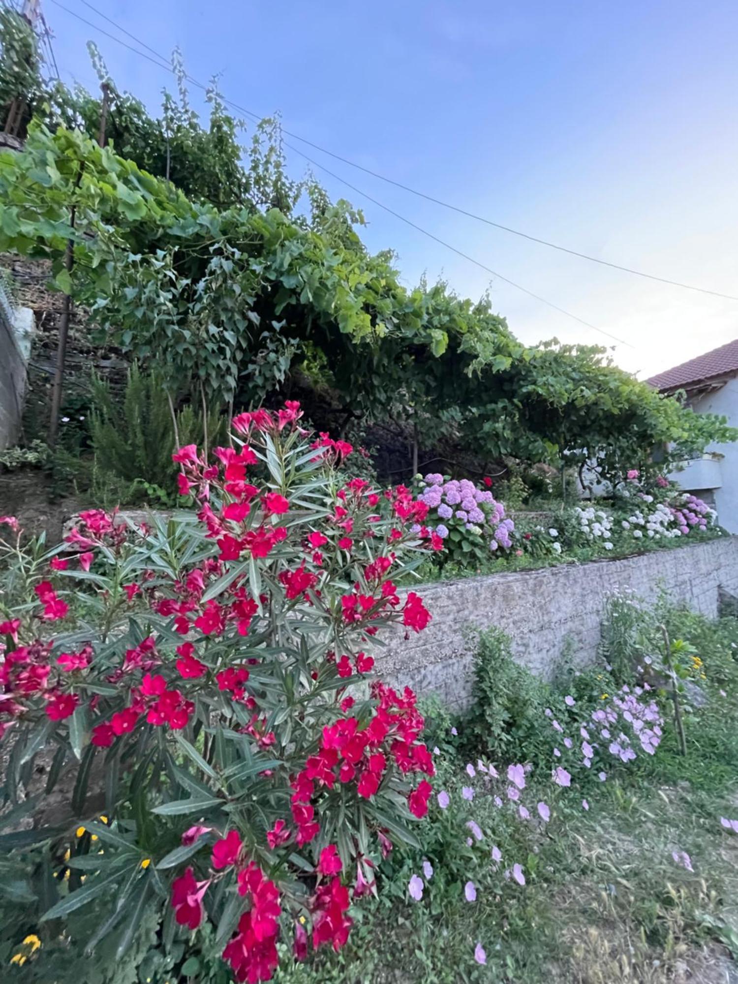 Elsa'S Villa Gjirokastër 外观 照片